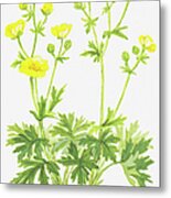 Illustration Of Ranunculus Aris (meadow Buttercup), Yellow Flowers Metal Print