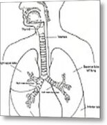 Illustration Of Respiratory System Metal Print