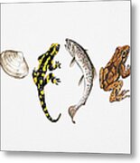 Illustration Of Sea Shell, Salamander, Salmon And Frog Metal Print