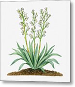 Illustration Of Yucca Baccata (datil Yucca, Banana Yucca) Bearing White Hanging Flowers On Long Stems With Long Green Leaves Metal Print