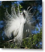 In Plumage Metal Print