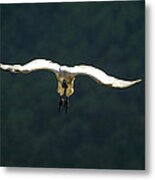 In To Land Metal Print