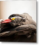 Inca Tern Metal Print