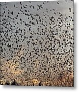 Invasion Of The Birds Metal Print