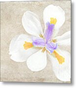 Iris Calling Metal Print