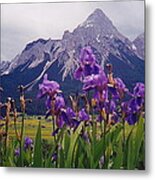 Irises In Austria Metal Print