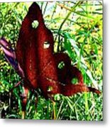 Iron Butterfly Metal Print