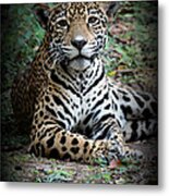 Jaguar Portrait Metal Print