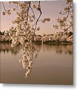 Japanese Cherry Tree Blossoms Over The Tidal Basin In Sepia Ds019s Metal Print