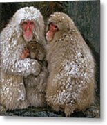 Japanese Macaque Macaca Fuscata Family Metal Print