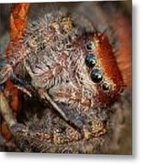 Jumping Spider Portrait Metal Print