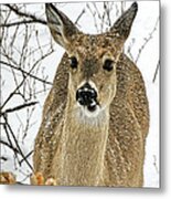 Kansas White Tail Deer In Snow Metal Print