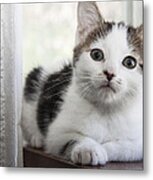 Kitten In The Window Metal Print