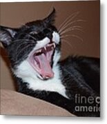 Kitten Yawns Metal Print