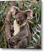 Koala Phascolarctos Cinereus Young Male Metal Print