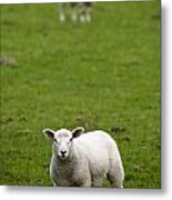 Lambs In A Field Metal Print