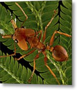 Large Headed Ant Worker Surinam Metal Print