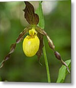 Large Yellow Lady Slipper Orchid Dspf0251 Metal Print