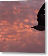 Laughing Gull At Sunset Metal Print