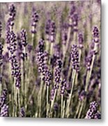 Lavender Field Metal Print