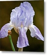 Lavender Iris Metal Print