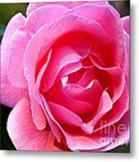 Layers Of The Rose Metal Print