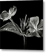 Leadwort In Black And White Metal Print