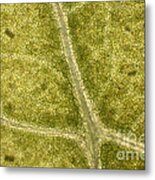 Leaf Vascularization Metal Print