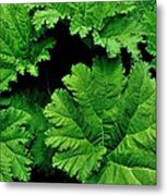 Leaves Metal Print