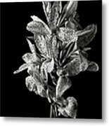 Leopard Lily In Black And White Metal Print