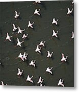 Lesser Flamingo Flock Taking Flight Metal Print