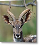 Lesser Kudu Tragelaphus Imberbis Metal Print