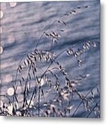 Light Bubbles And Grass Metal Print