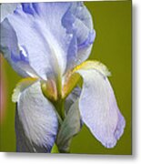 Lilac Blue Iris Flower Iii Metal Print