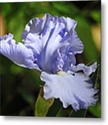 Lilac Blue Iris Flower Metal Print