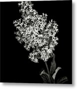 Lilac In Black And White Metal Print