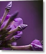 Lilac Spirals. Metal Print