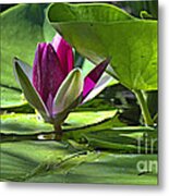 Lilies No. 41 Metal Print