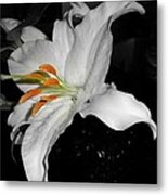 Lily Bell Metal Print