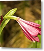 Lily In Pink Metal Print