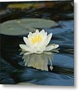 Lily In The Current Metal Print