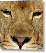 Lioness Metal Print