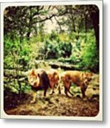 #lions In The #zoo Metal Print