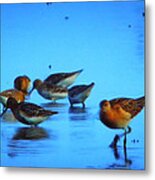 Little Bird Rest Early Morning Metal Print