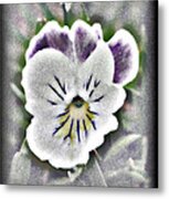 Little Pansy Metal Print