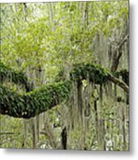 Live Oak With Ferns And Spanish Moss Metal Print