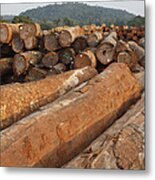 Logged Timber From The Tropical Metal Print