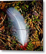 Lonely Feather Metal Print