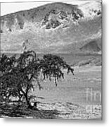 Lonely Tree Metal Print