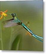 Long Tailed Sylph Feeding On Flower Metal Print